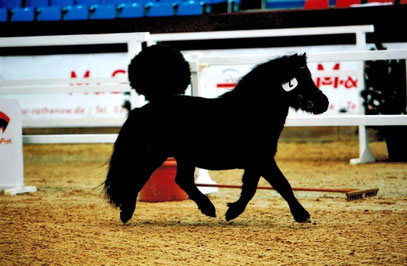 Original Shetlandpony Hengst Zunder v. Zack v. het Kruuthuus (Foto: Björn Schröder)