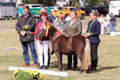 Jelly Bean von Alheim - Siegerstute Dt. Partbred Shetlandpony