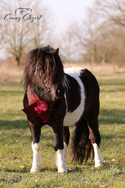 Siegerhengst 2022 Original Shetlandpony - Tamme vom Findling