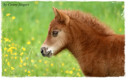 Nanu aus dem Wendland