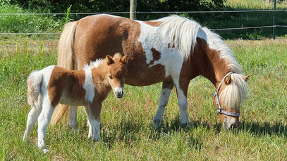 StPrSt Princess-Carlotta vom Landhof & Disharayas Caithlyn