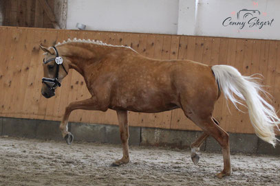 Siegerstute Deutsches Reitpony - Doretteh N 