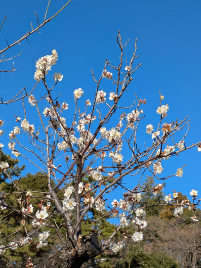 大倉山梅園白梅