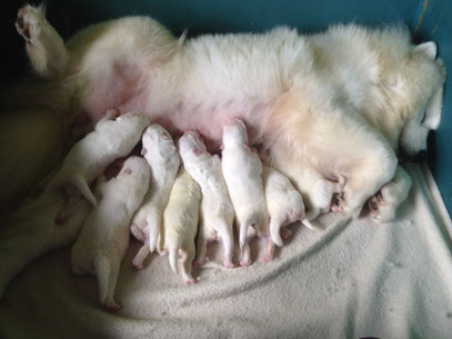 Nuestra Kenia ha sido mama por primera vez, el parto ha ido muy bien. Los cachorros evolucionan fantásticamente y todos están genial :)