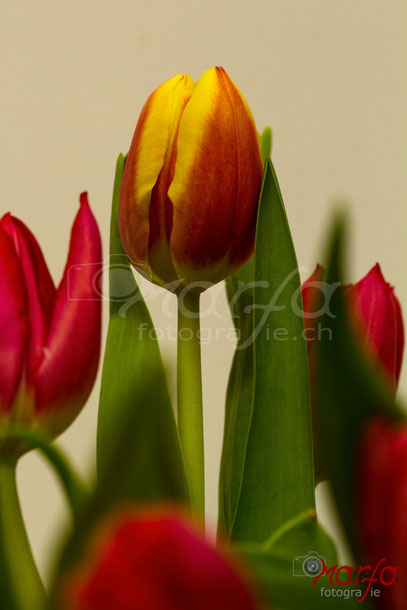 Tulpen