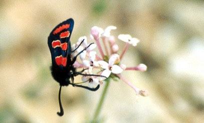 Z. glaoua (Haut Atlas central)