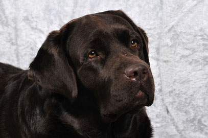 Foto di Emilio Sanacore - Honeydark Labradors