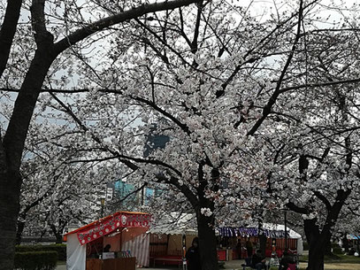 天満橋の桜の画像