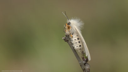 Graubär, Land Brandenburg 2020