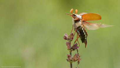 Maikäfer, Sachsen-Anhalt  Mai 2019  