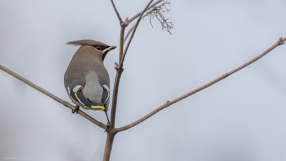 Seidenschwanz, Land Brandenburg im Dezember 2019