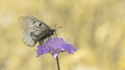 Schwarzer Apollo, Thüringen Juni 2018