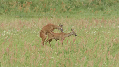 Rehe in der Blattzeit, Land Brandenburg 2020