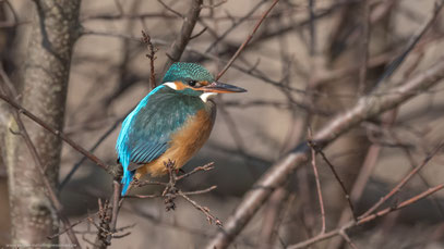 Eisvogel(weiblich), Berlin 02.03.2018