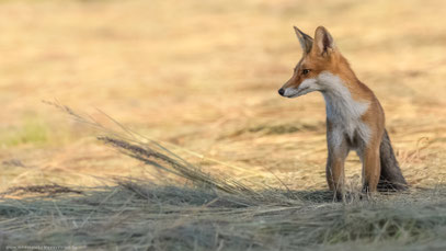 Rotfuchs, Mecklenburg-Vorpommern August 2019 