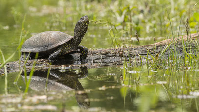 Europäische Sumpfschildkröte, Kroatien Juni 2019 