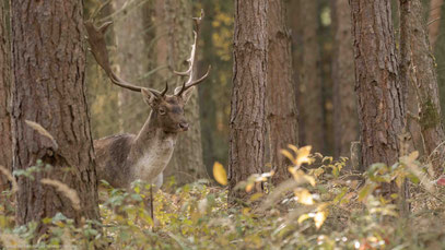 Damhirsch, Land Brandenburg 30.10.2018