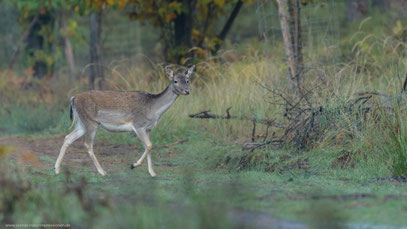 Damwild, Land Brandenburg 2020
