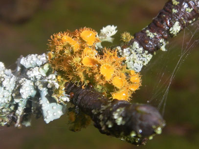 Lichen (teloschiste christolphtalmus)
