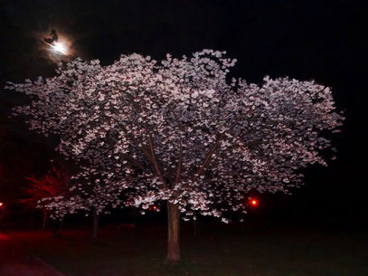 Baum Kunst Nacht Frühling BDSM