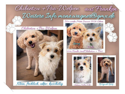 Welpe in Bayern 