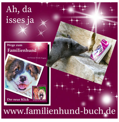 Rasse_Mischling_Familienhund