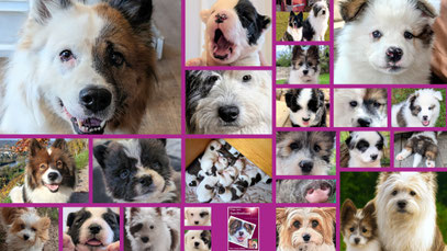 Hundenamen von A - Z