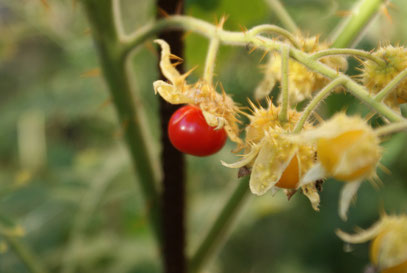 Solanum sisymbriifolium