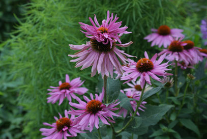 Doppeldecker echinacea