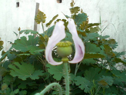 Federmohn im Hintergrund