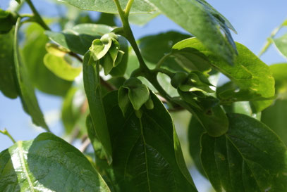 Kaki Blüte