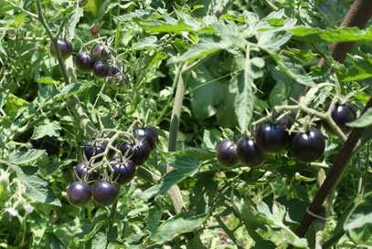 Blaue Paradeiser (Tomaten) Sorte Schlumpfentanz- Dancing with Smurfs