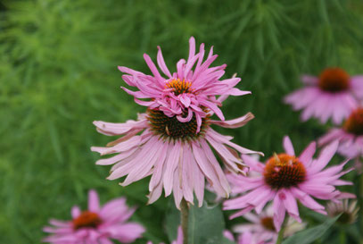 doppeldecker echinacea