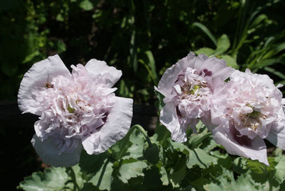 Mohn Henne und Kücken