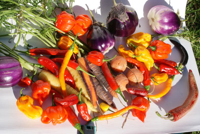 Es hat einmal wer gesagt meine webseite ist zu bunt, dem sei entgegengehalten unser Garten ist DUNKELBUNT