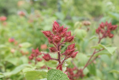 Rubus phoenicolasius