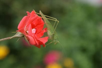 Heupferd auf Rose