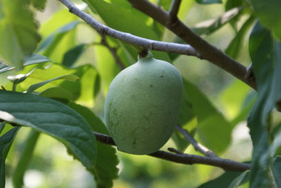 Die Papaus haben schon ordentlich zugelegt ähneln immer mehr Mangos 
