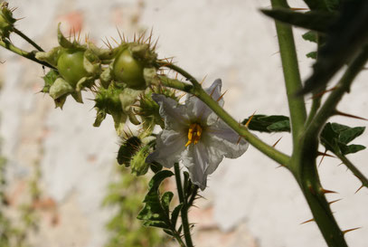 Solanum sisymbriifolium