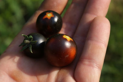 Die ersten Blauen (Tomaten) Paradeiser sind reif (Fahrenheit Blues)