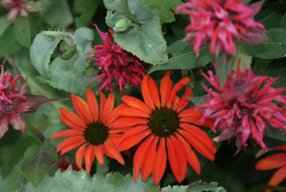 echinacea orange