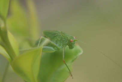 Heupferd am Buchs