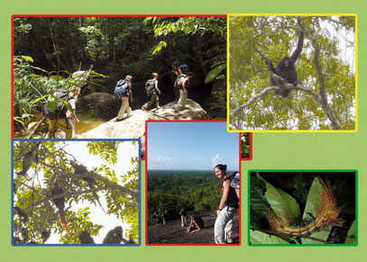 Sortie découverte de la nature sur l'inselberg des Chutes Voltaire avec un guide