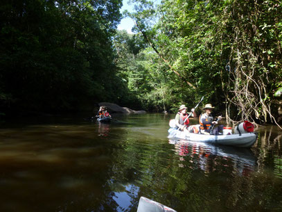 En forêt de Guyane, descente de la Crique Portal en canoë kayak.