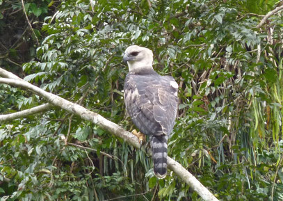 Observation de la faune de Guyane