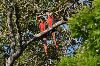 Aras lac de petit saut Nature de Guyane Pierre Gutierrez