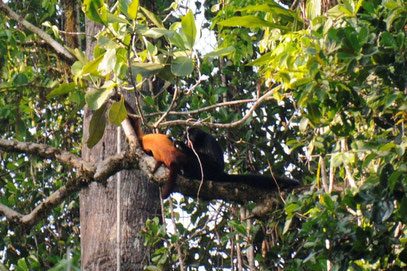 singe hurleur singe atèle guyane