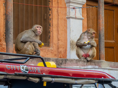 Elfriede Friedl - Marktdiebe auf den Straßen von Varanasi / Indien, näherkommen ist nicht ratsam