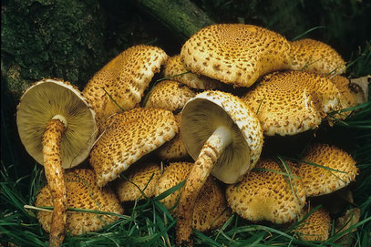 Pholiota squarrosa Sparriger Schüppling 