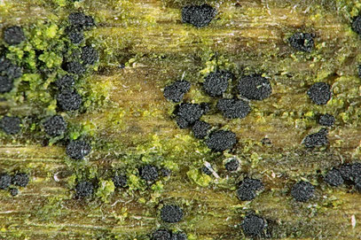 Fotos, Mikromerkmale Durella atrocyanea Fredis Pilzseite